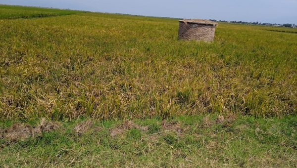 Rukaramu: Une mauvaise qualité des semences de riz distribuée par la SRDI affecte la récolte 