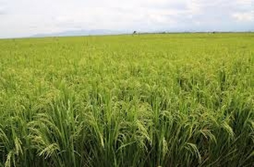  Fermeture du barrage de Cibitoke : la saison rizicole menacée