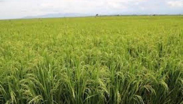  Fermeture du barrage de Cibitoke : la saison rizicole menacée