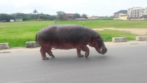 Les hippopotames sous menaces au Burundi