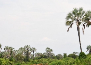 Un habitant de Gihanga tué par des Imbonerakure