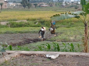 Les cultivateurs de Kigamba craignent une probable famine suite au tarissement de la pluie