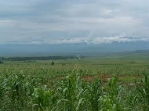 Les champs des marais de la zone Butahana ont été emportés par des inondations