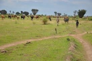 Gihanga : Des hommes armés continuent à voler des vaches à Rukoko