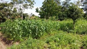 Risque de famine en commune Busoni de la province Kirundo