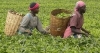 Les cultivateurs victimes de conflit entre deux sociétés de transformations de thé