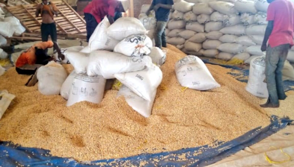 La vente des récoltes de maïs à l’ANAGESSA, une dépossession voilée ?