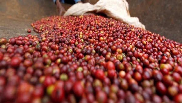 Bugabira : Les caféiculteurs impayés réclament leur dû 