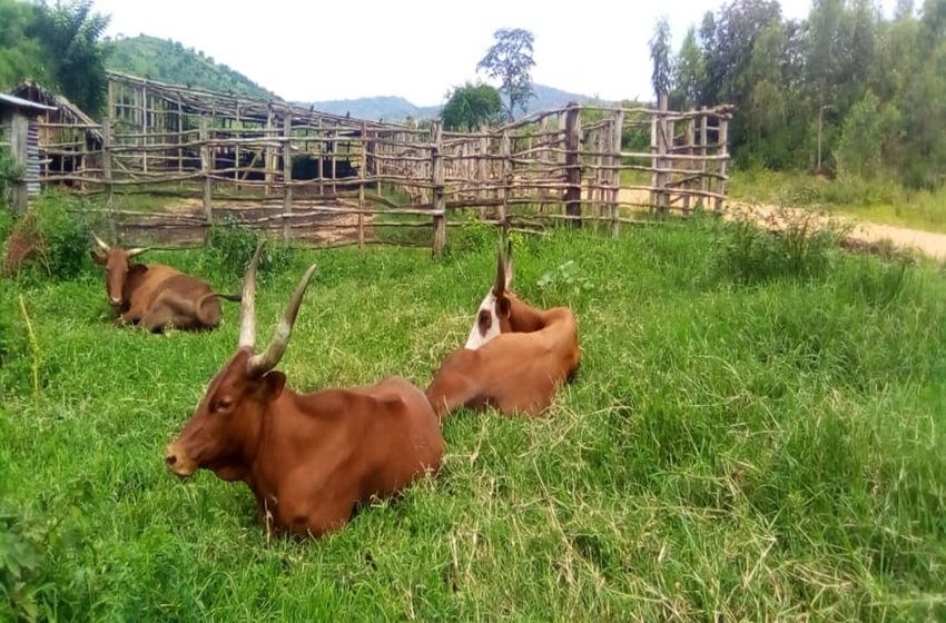 Burunga : la fièvre aphteuse frappe les troupeaux et ruine les éleveurs