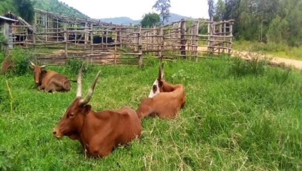  Bururi : la dermatose nodulaire décime le bétail et fait flamber les prix du lait et de la viande