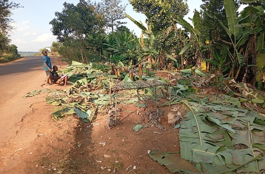 Suspension du chef de zone Gashoho à Butihinda après la destruction de bananiers contestée par la population