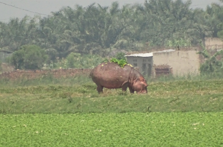 Des hippopotames envahissent la zone Buterere à la recherche de pâturage.