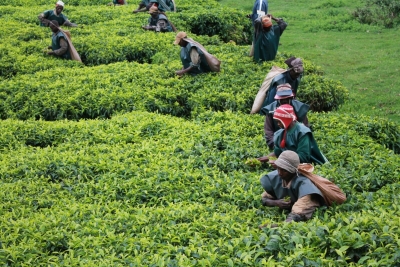Les théiculteurs de Gisozi désormais libres de choisir à qui vendre leurs récoltes