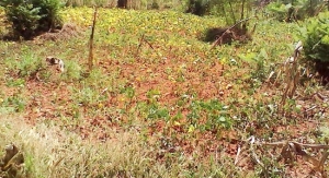 Une pluie torrentielle endommage des champs de haricots à Gitega