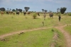 Gihanga : Des hommes armés continuent à voler des vaches à Rukoko
