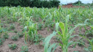 Les cultivateurs craignent une probable disette suite au tarissement de la pluie